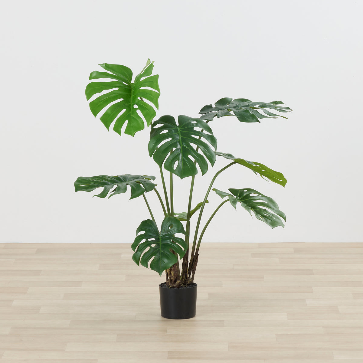buy monstera deliciosa nz Monstera Tree