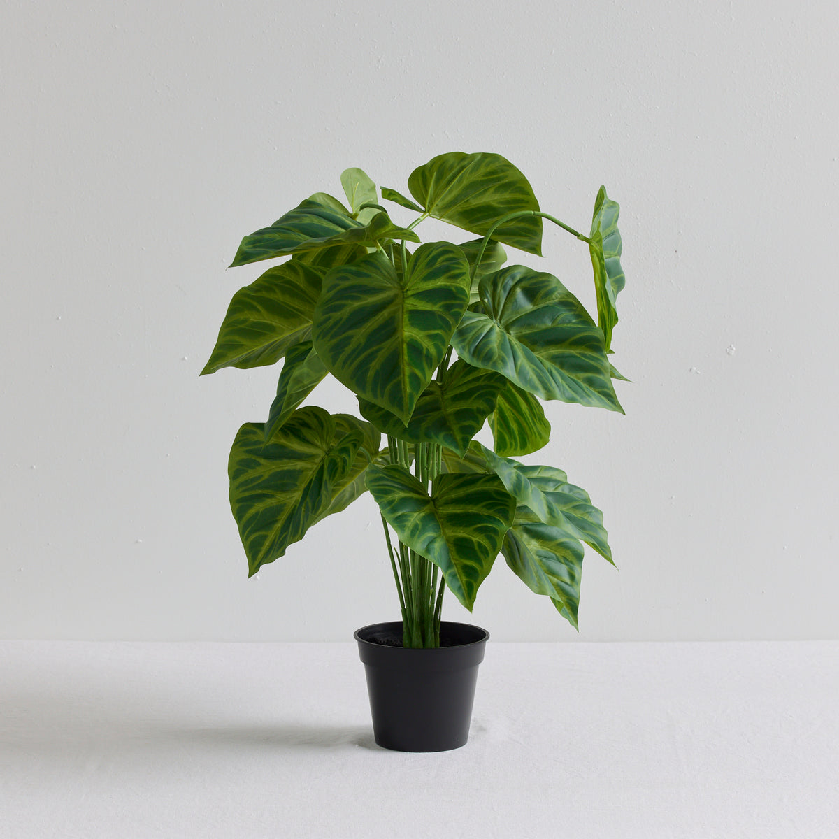 buy philodendron nz Philodendron Plant – nood