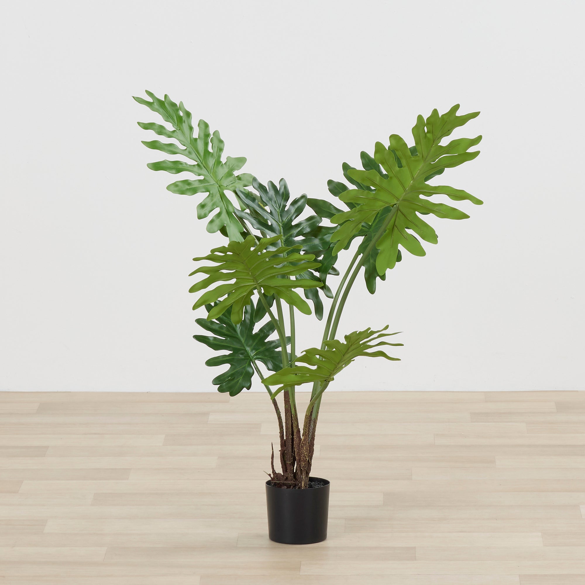 buy philodendron nz Philodendron Plant