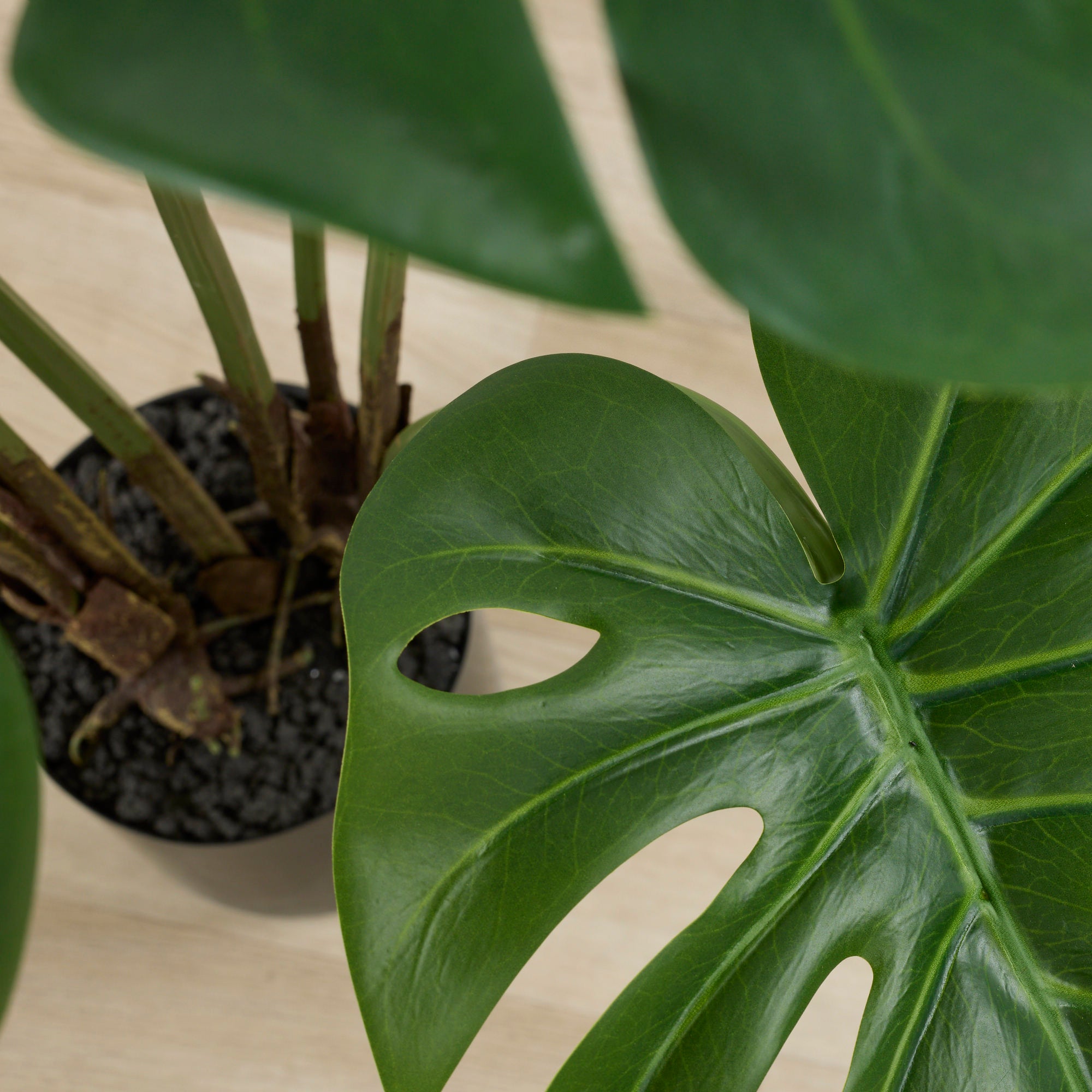 Monstera Tree