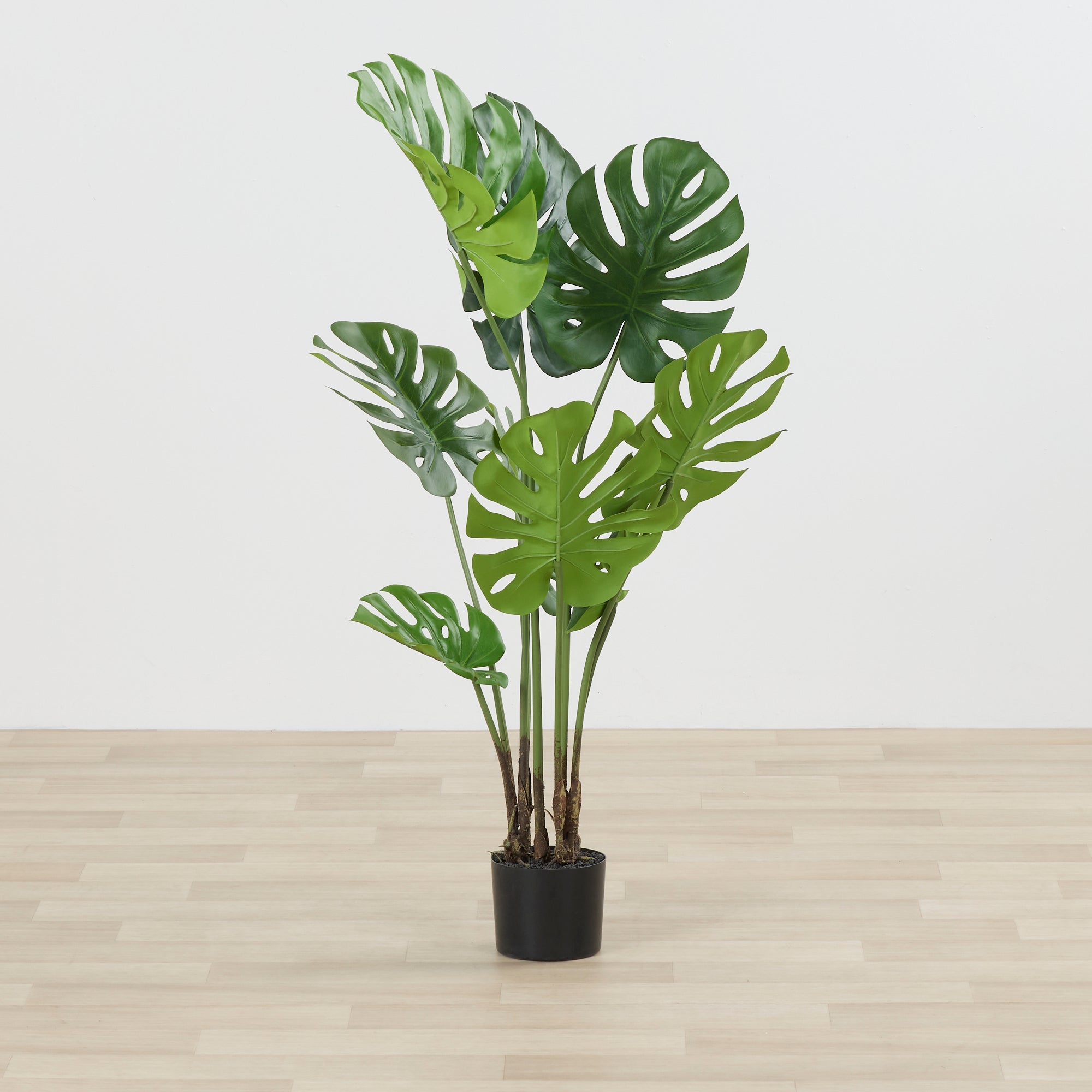 cb2 monstera Monstera Tree