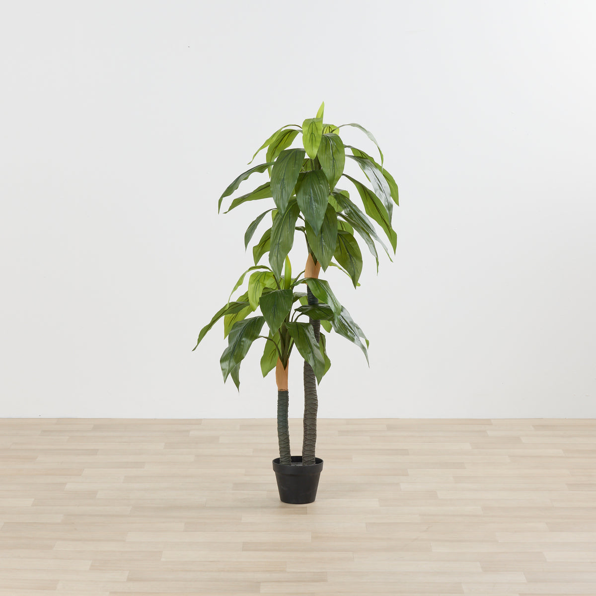 Sykas Tree Cycas Tree - 140cm – nood