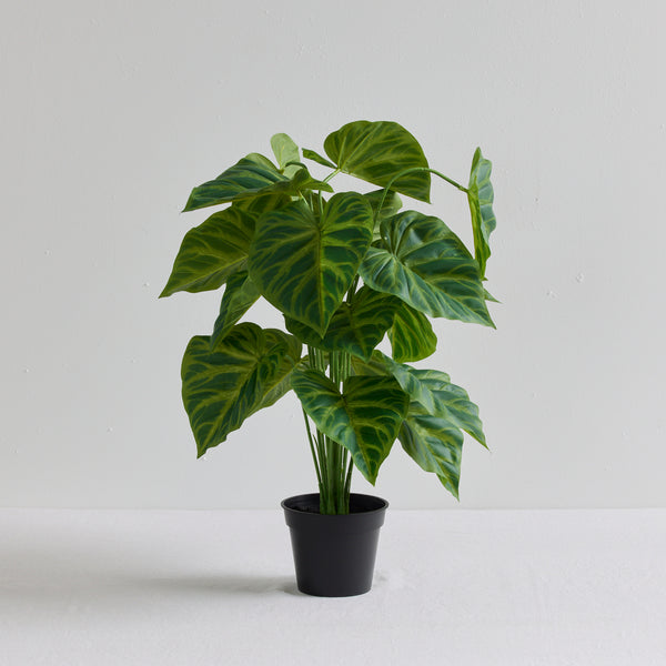 Philodendron Plant – nood