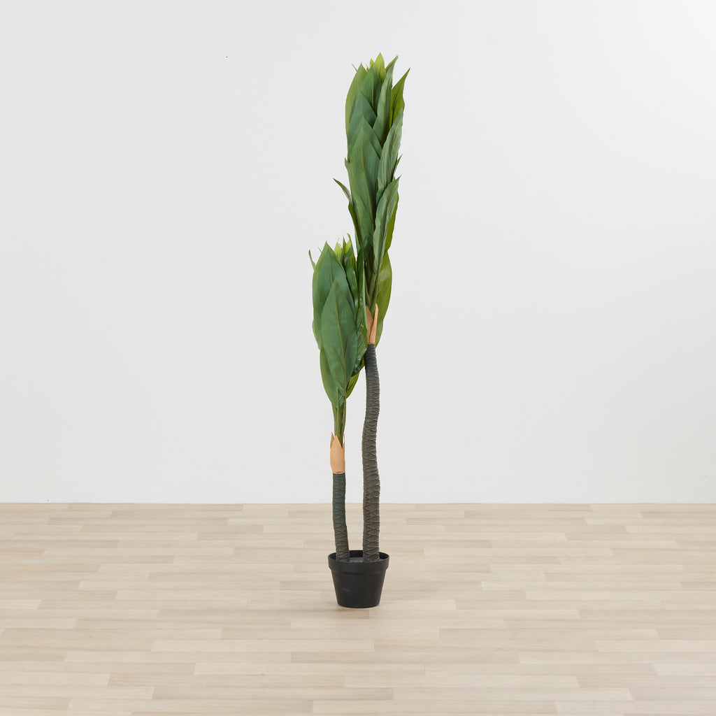 Sykas Tree Cycas Tree - 140cm – nood